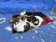 Chefchaouen : une multitude de chats
